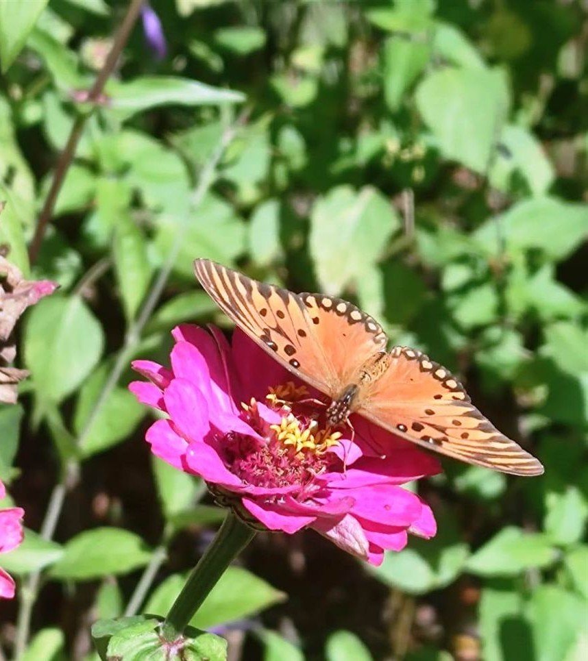 Mariposa apoyada sobre una zinnia rosa en un cantero de un jardín proyectado por La Paisajista.